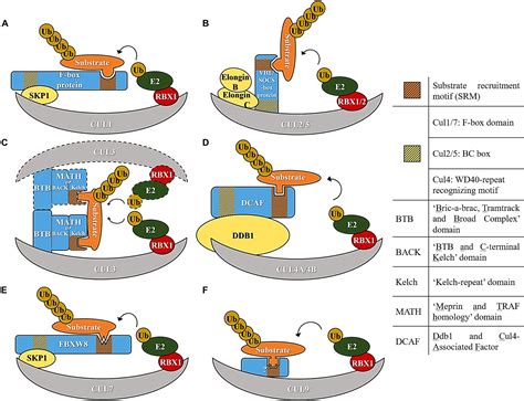 cullin ring ligase|cullin ring e3 ubiquitin ligases.